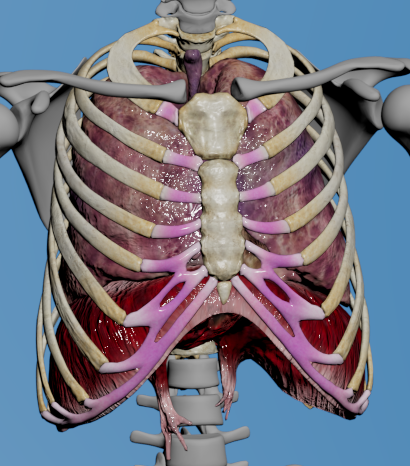 3D models of thoracic bones, lungs and diaphragm