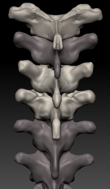 The first few thoracic vertebrae