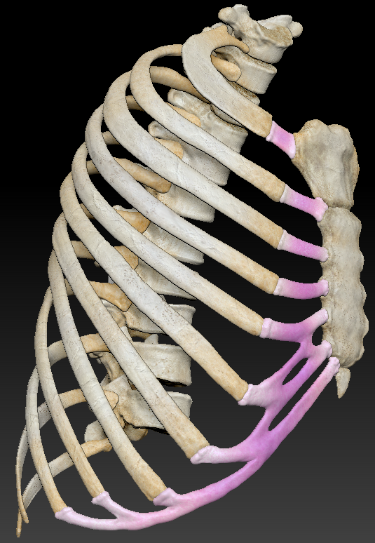 3D models of thoracic bones
