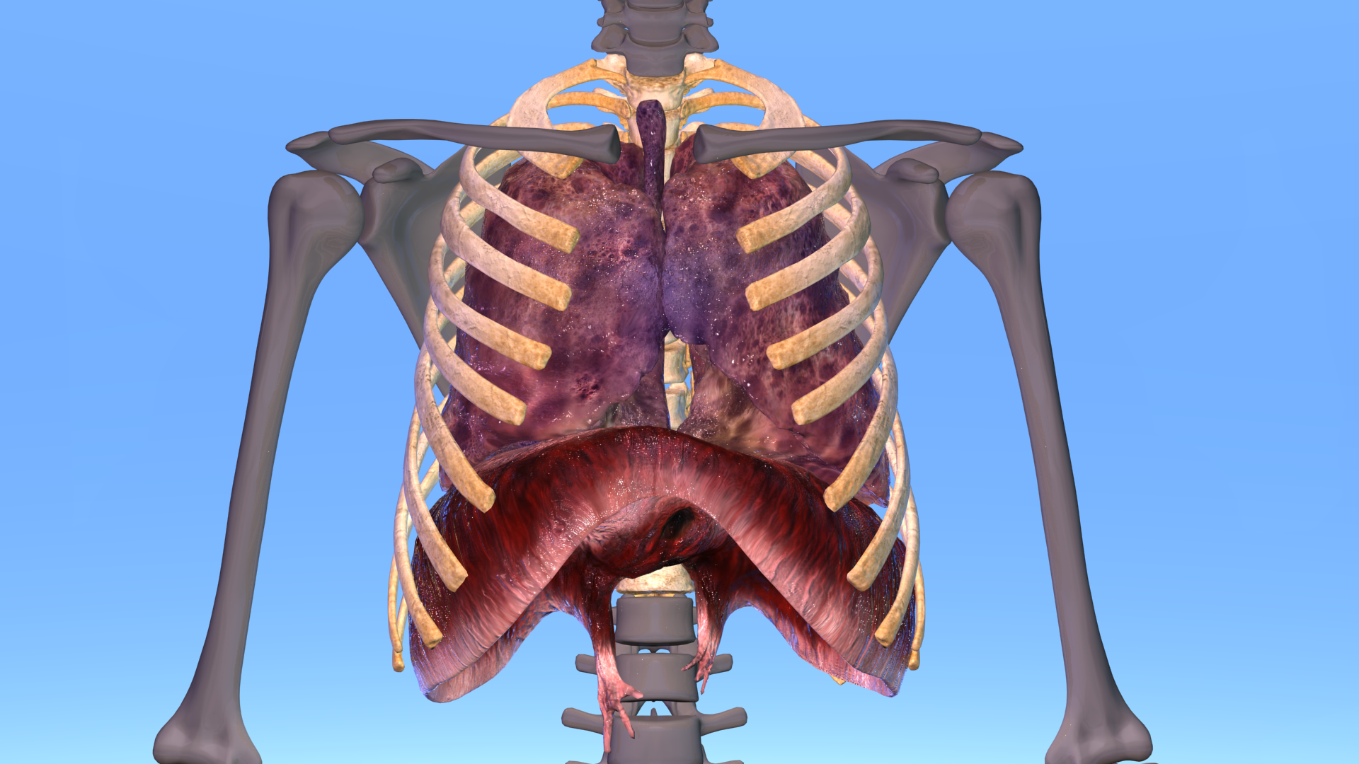 3D models of thoracic bones, lungs and diaphragm