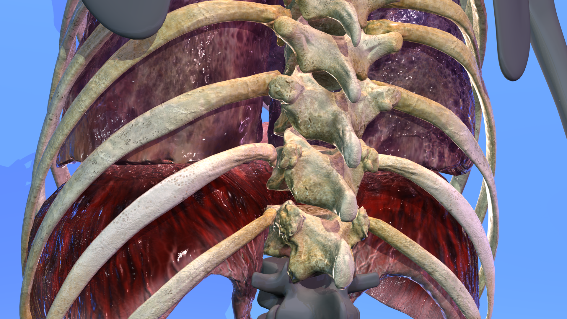 3D models of thoracic bones, lungs and diaphragm