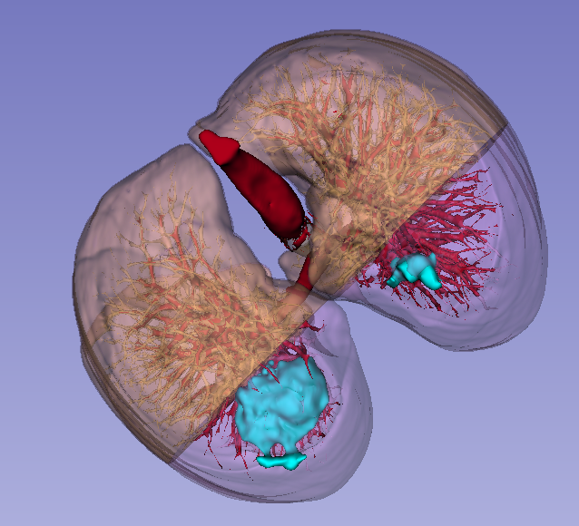 Top view of the lungs