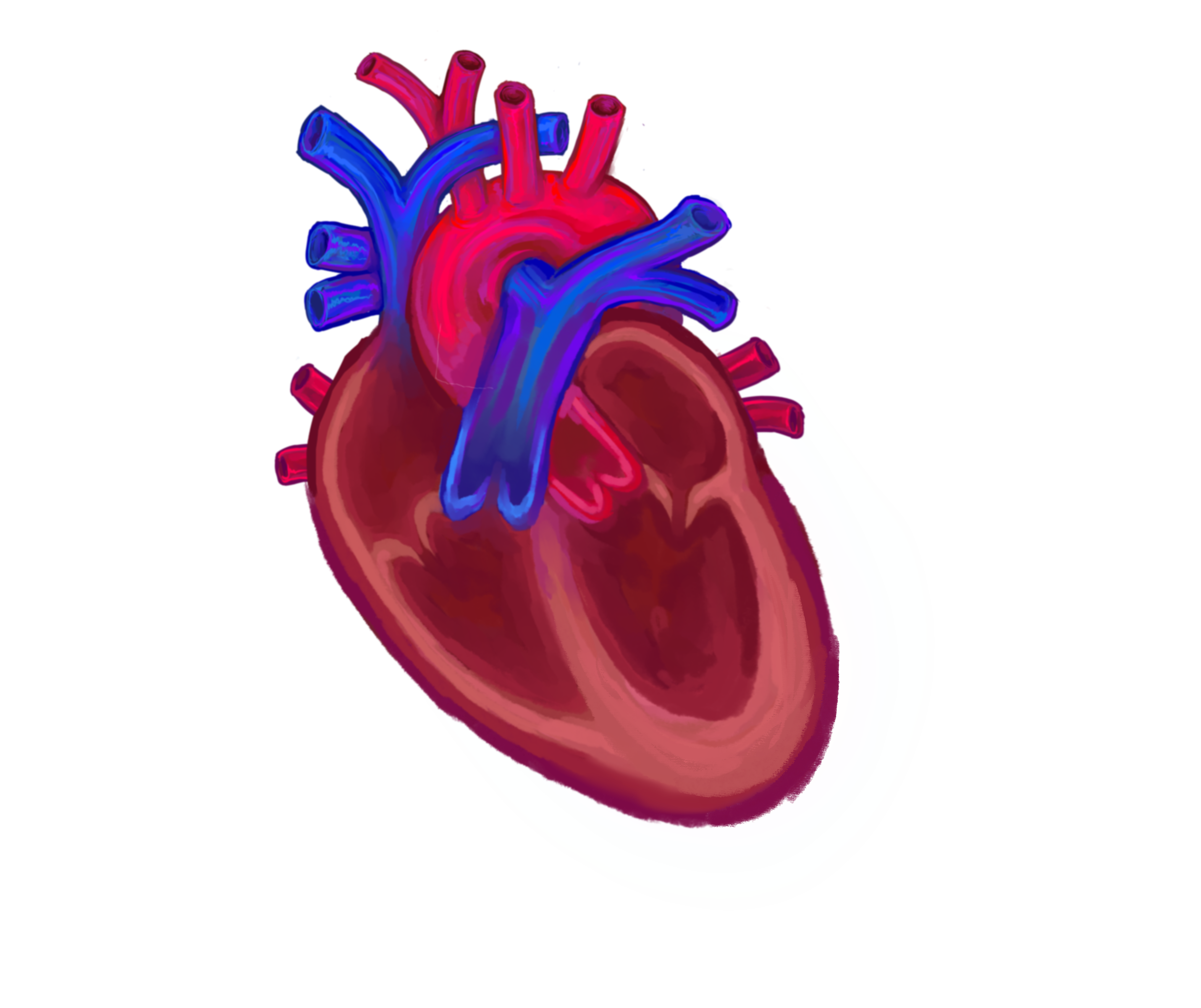 Horizontal axis visualisation of heart anatomy