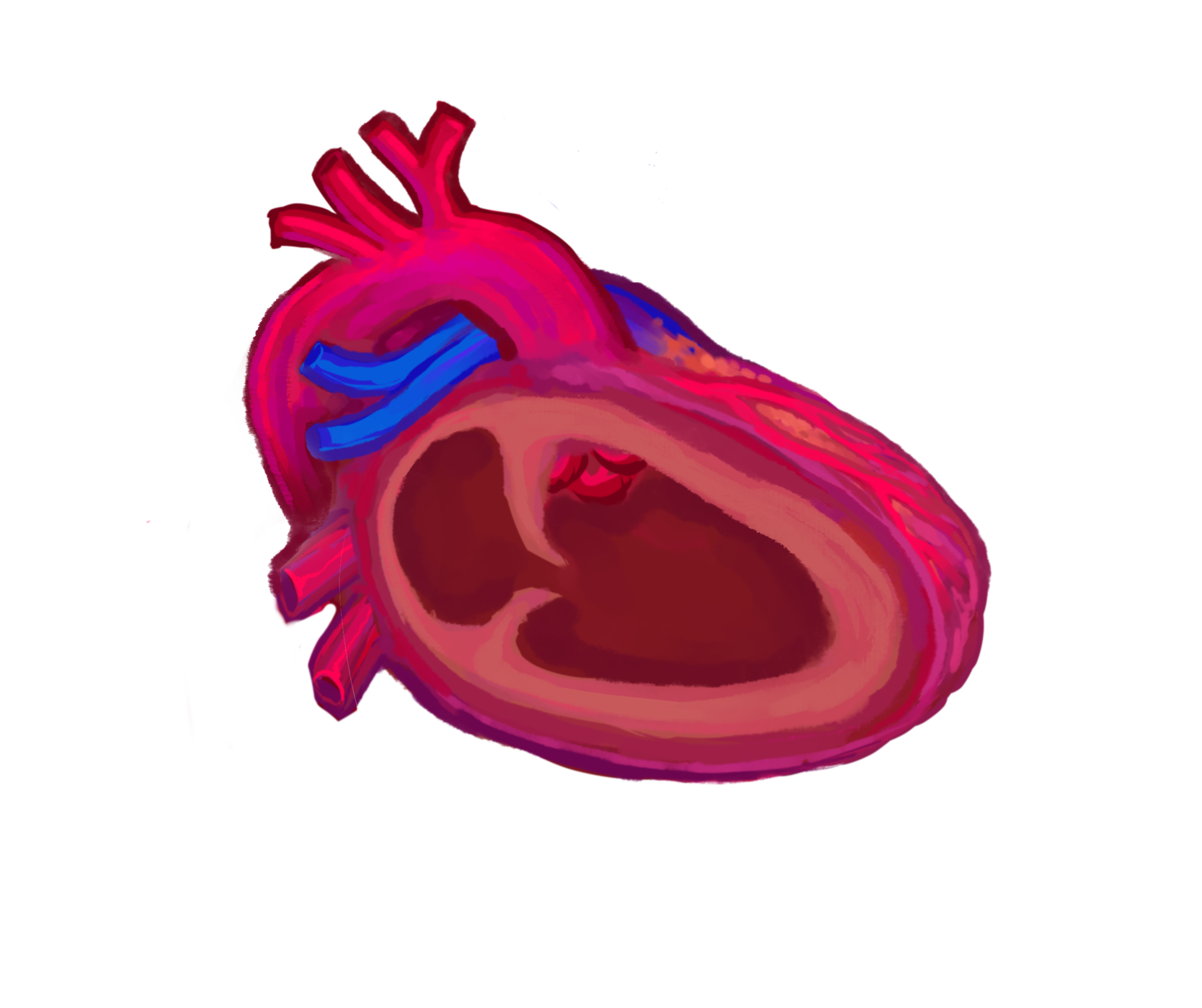 Vertical axis visualisation of heart anatomy