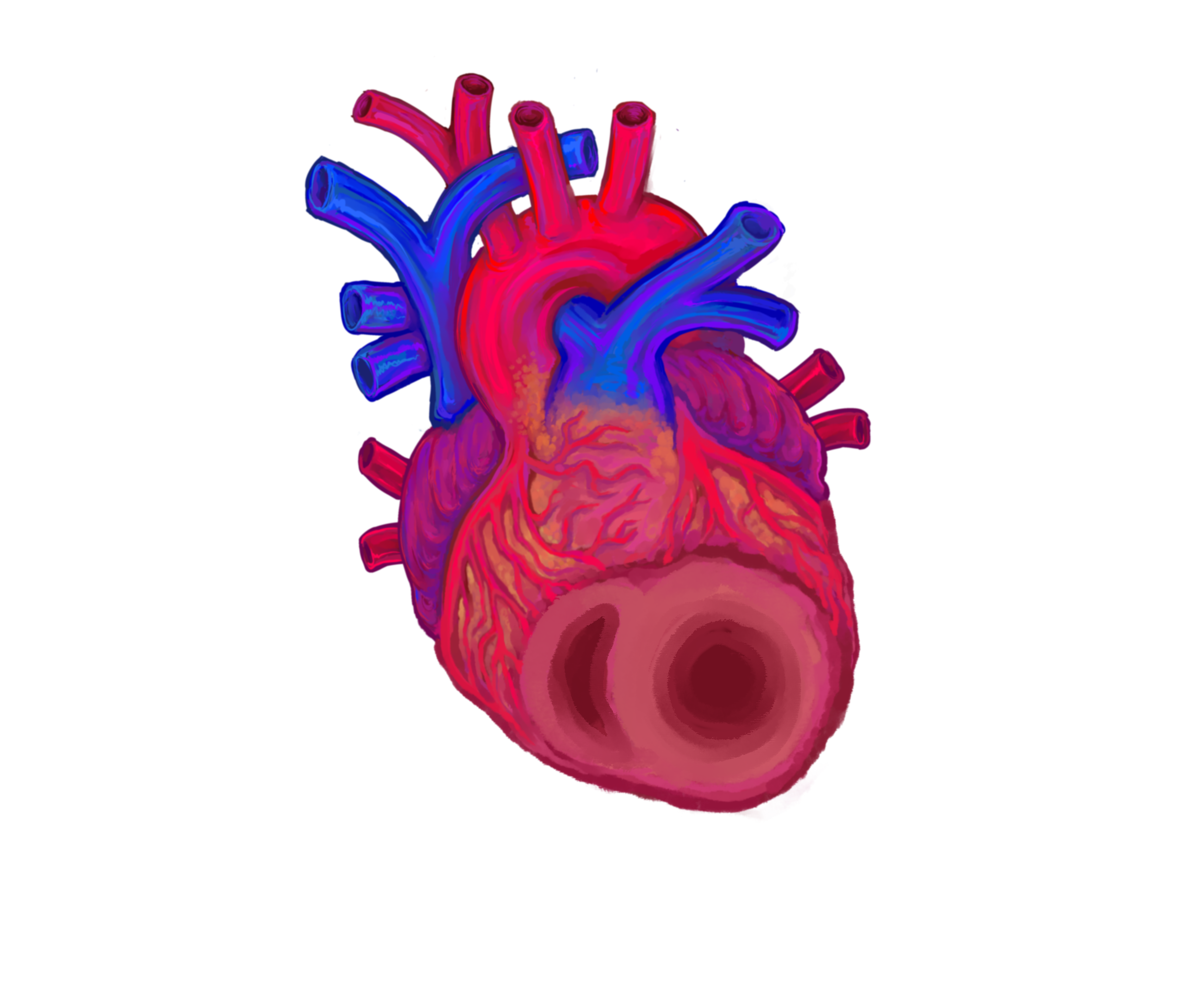 Short axis visualisation of heart anatomy
